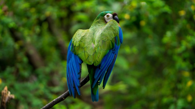 绿色宠物鹦鹉图片