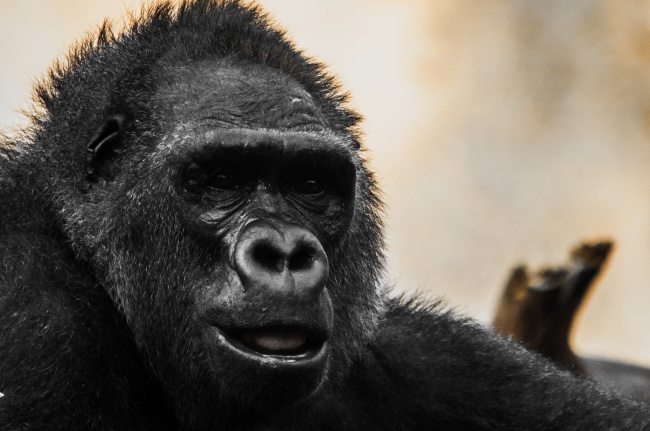黑猩猩高清图片素材