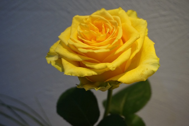 黄色玫瑰花特写图片