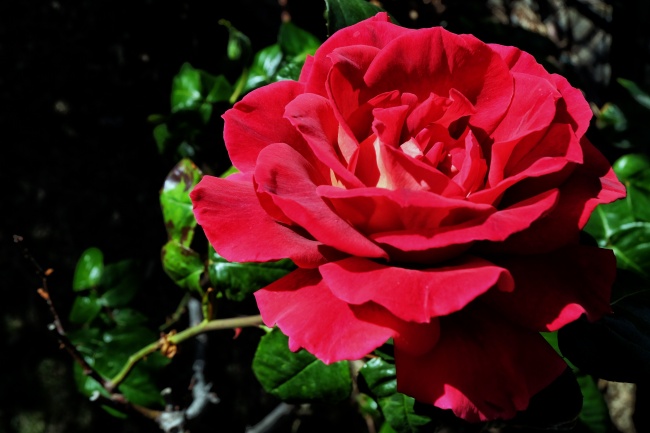 绽放红玫瑰花朵图片