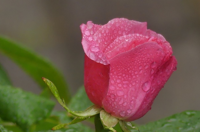 玫瑰花苞水珠图片