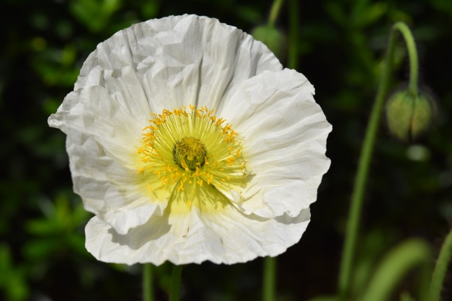 白色罂粟花朵图片