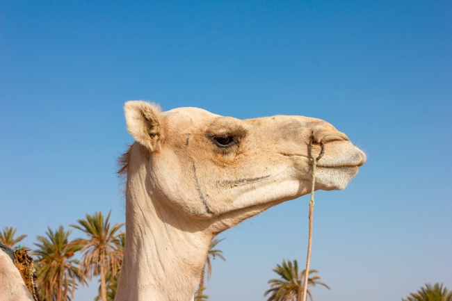 ‘~阿拉伯骆驼头部特写图片  ~’ 的图片