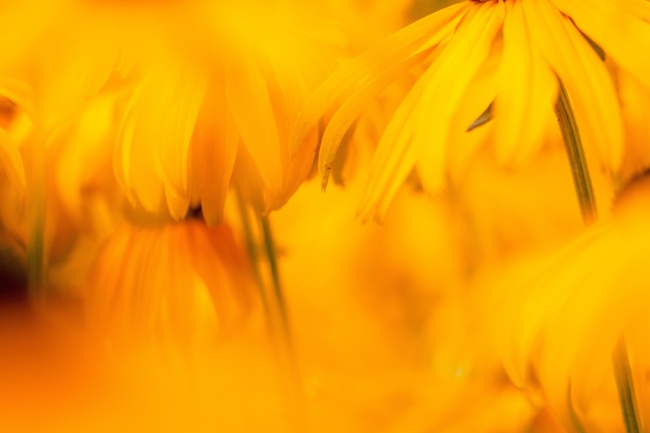 黄色菊花花朵背景图片