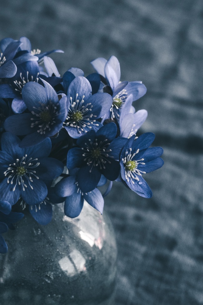 唯美水培蓝色花朵图片