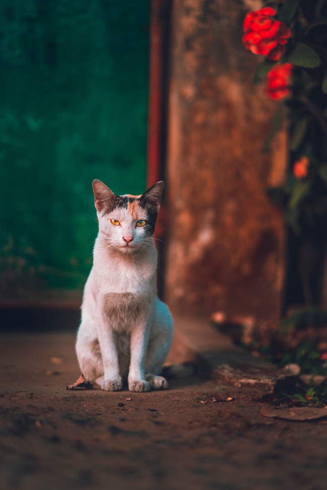 流浪花猫图片