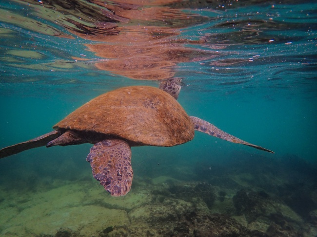 海底海龟游泳图片
