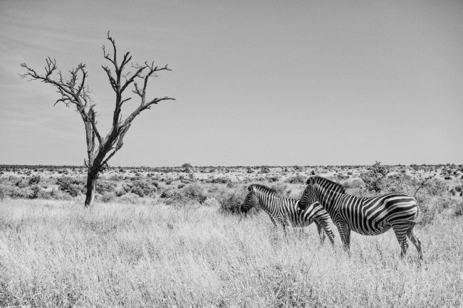非洲草原斑马黑白图片