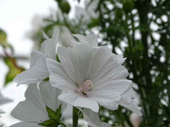 白色锦葵花图片