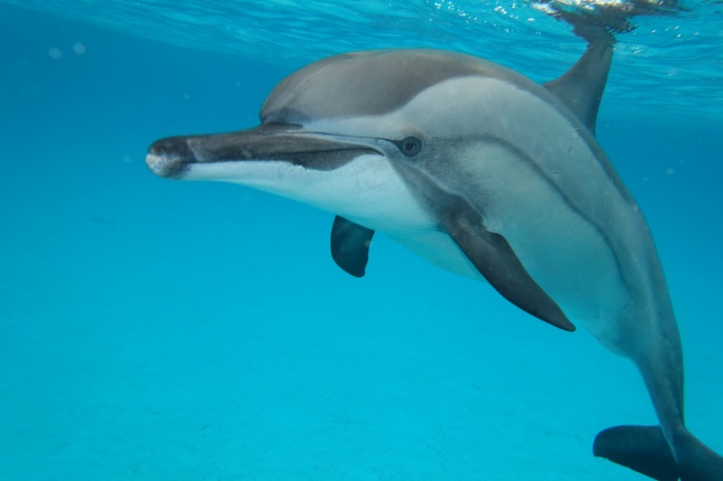 海洋海豚观赏图片