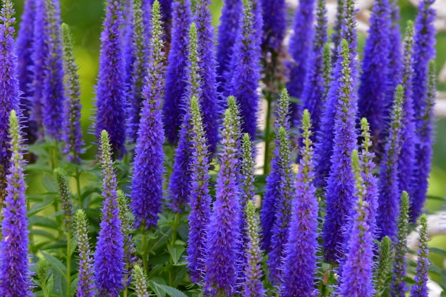 蓝紫色植物花朵图片