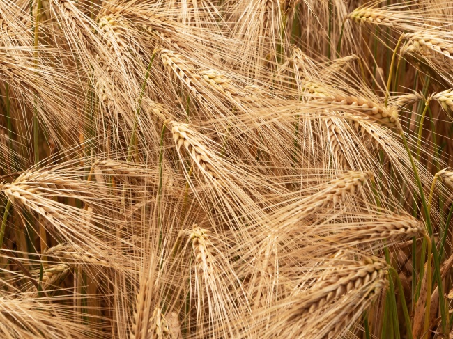 小麦麦穗成熟图片