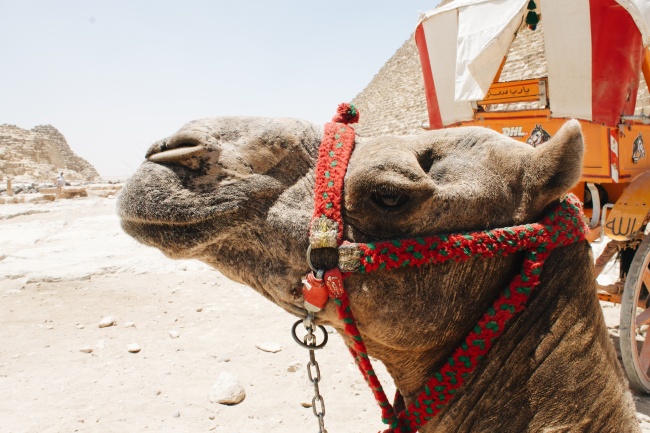 ‘~沙漠中骆驼头部特写图片  ~’ 的图片
