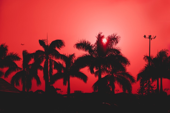 一排棕榈树剪影图片