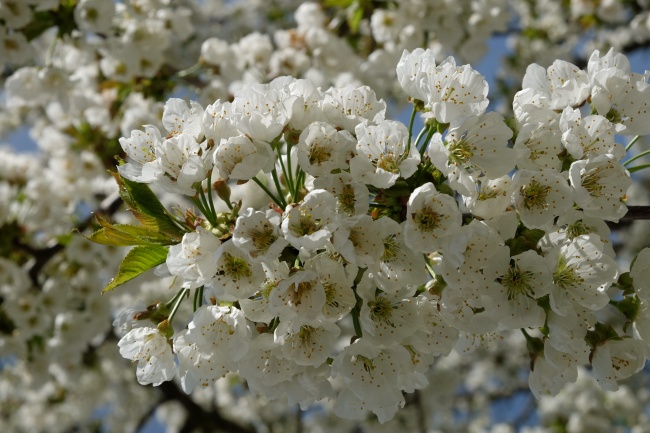 苹果树绽放白色花朵图片