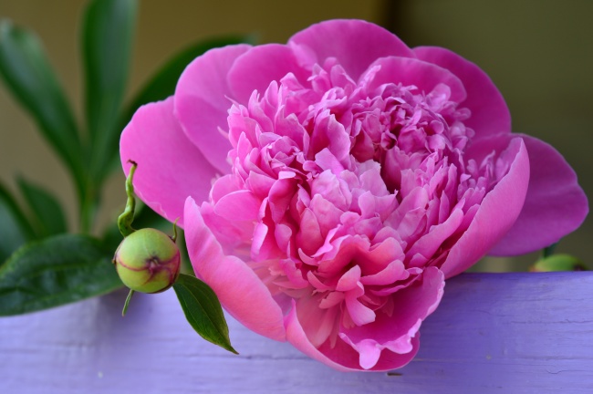 粉色微距牡丹花朵图片