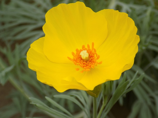 黄色罂粟花朵图片