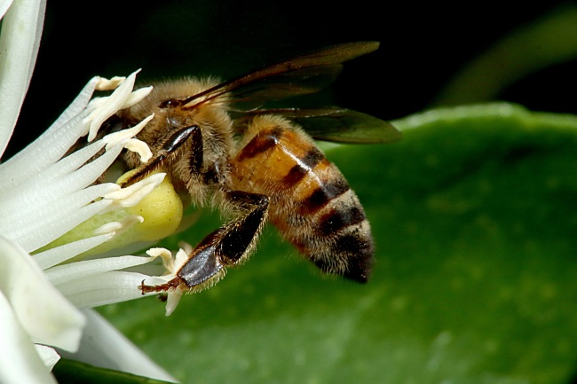 ‘~大蜜蜂采蜂蜜图片  ~’ 的图片