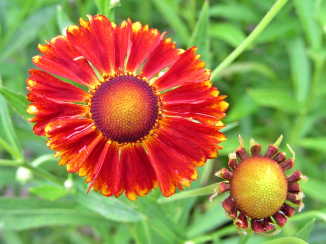 红菊花花朵图片