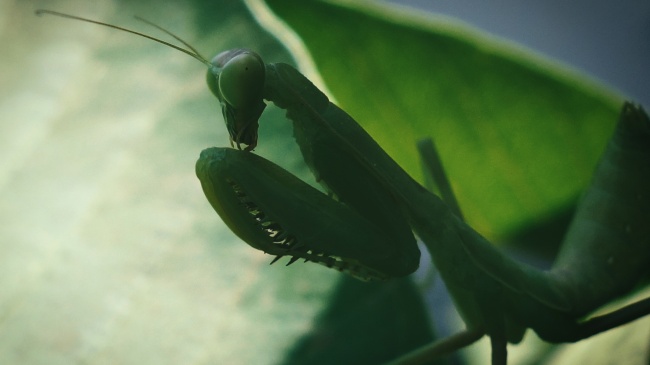 ‘~绿色螳螂局部图片  ~’ 的图片