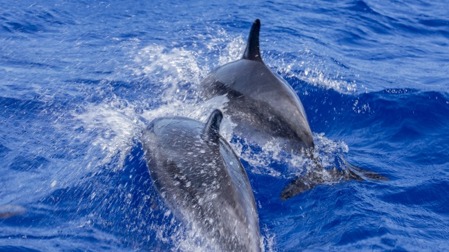 海洋两只大海豚图片