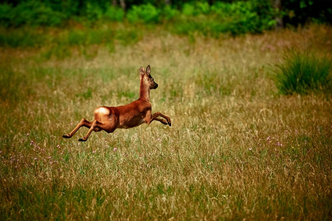 鹿跳跃的图片