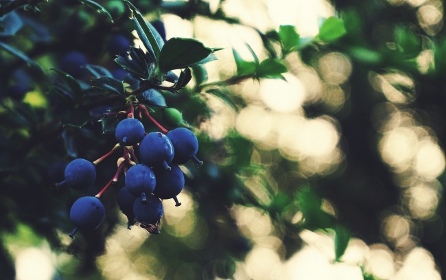树上成熟蓝莓图片