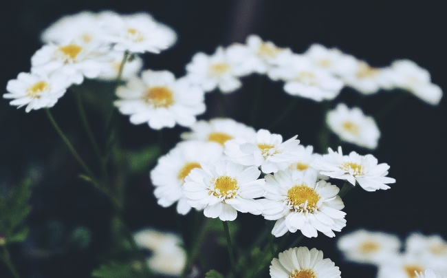 ‘~白色的野菊花图片  ~’ 的图片