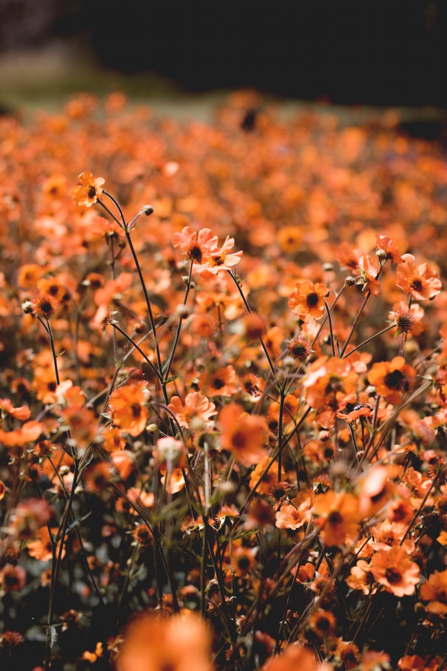 橙色花朵花丛图片