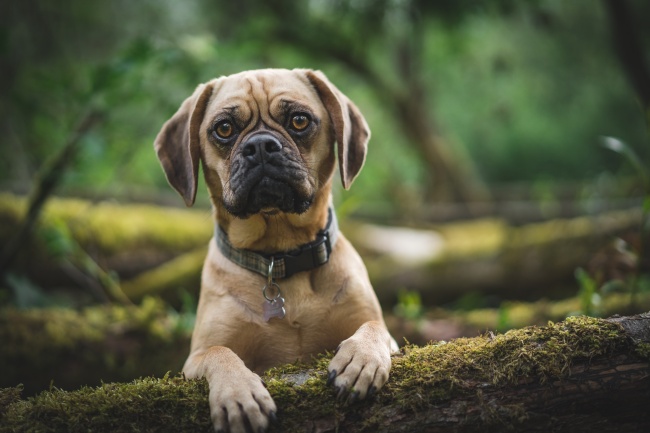 可爱哈巴小猎犬图片