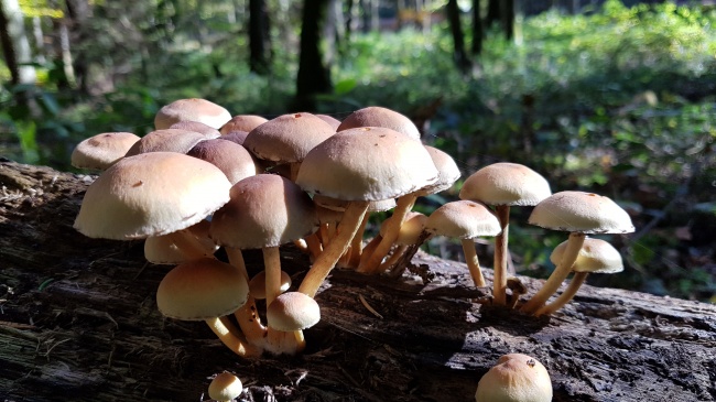 枯树上的小蘑菇图片