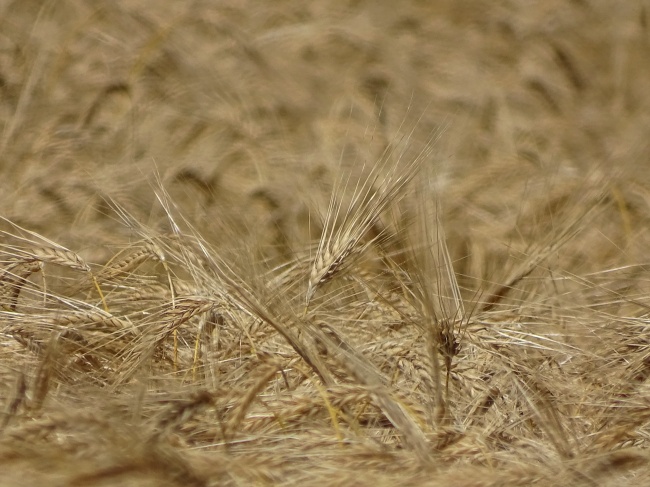 成熟小麦粮食摄影图片