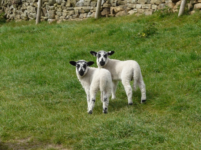‘~双胞胎羊羔图片  ~’ 的图片