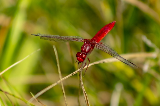 ‘~一只漂亮红蜻蜓图片  ~’ 的图片