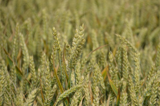 小麦谷物麦穗背景图片