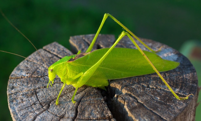 ‘~绿色蝗虫蚂蚱图片  ~’ 的图片