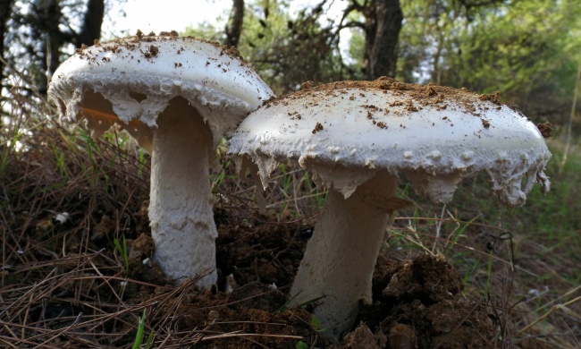 森林地面白蘑菇图片