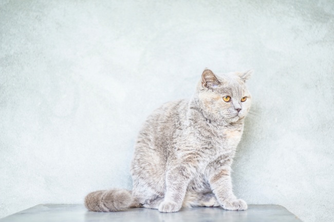 ‘~忧郁的灰色猫咪图片  ~’ 的图片