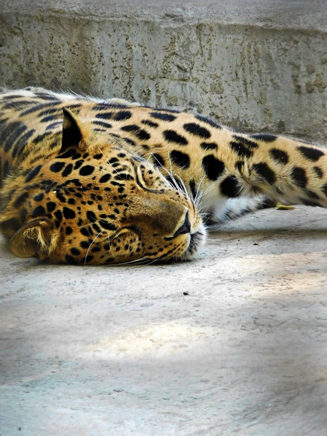 睡觉的豹子图片