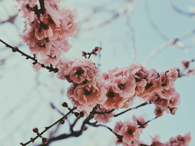 盛开的粉色桃花图片