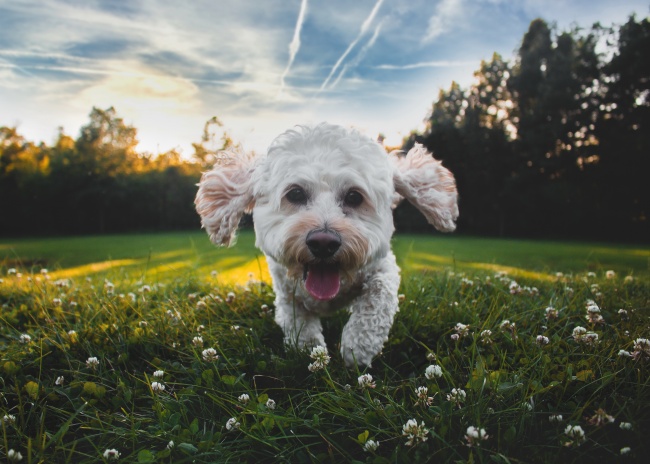 可爱白色比熊犬图片