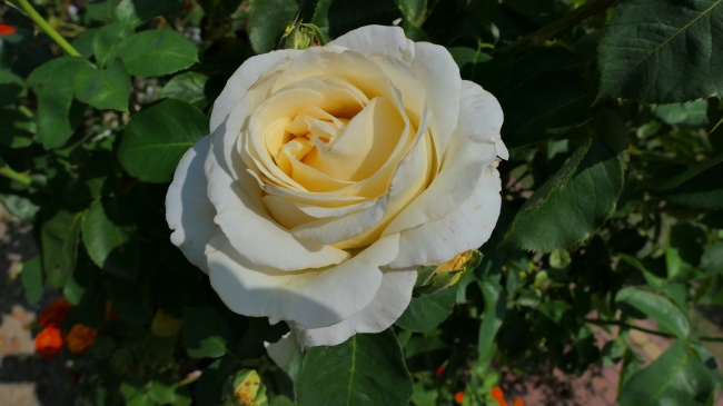白色玫瑰开放图片