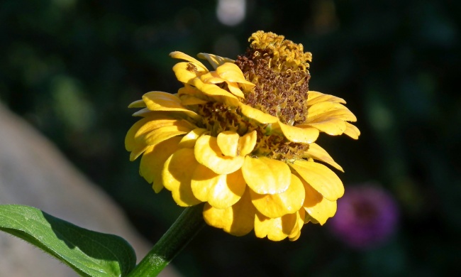 黄色百日草花朵图片