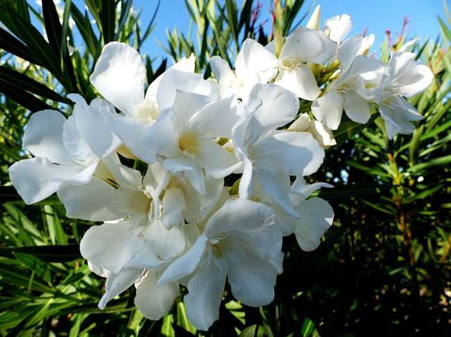 白色夹竹桃花朵图片