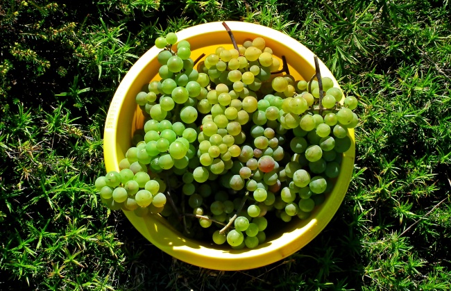 成熟葡萄采摘图片