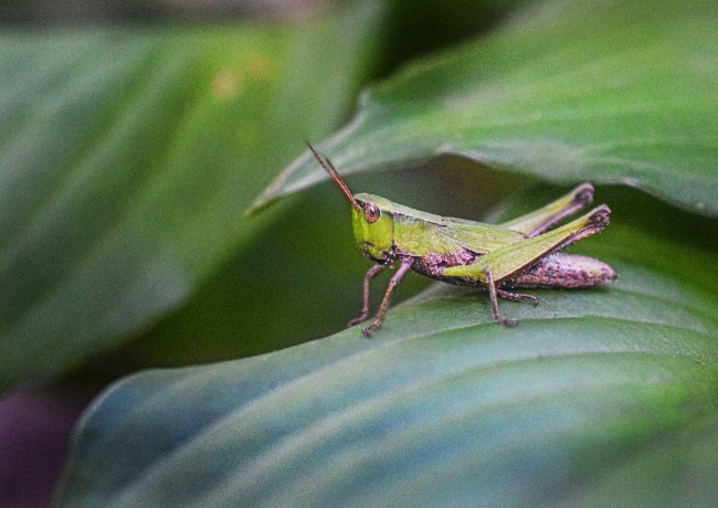 ‘~绿色蝗虫昆虫图片  ~’ 的图片