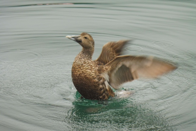 水中麻鸭展翅图片