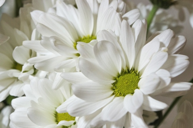 纯白色菊花图片
