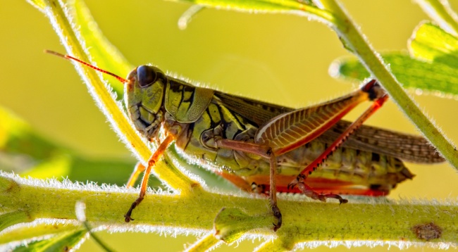 蚂蚱蝗虫图片