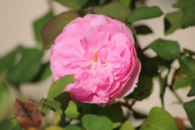 粉红玫瑰花朵绽放图片
